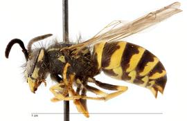   Vespula vulgaris , lateral view; photo by Todd Gilligan, USDA APHIS PPQ ITP 
